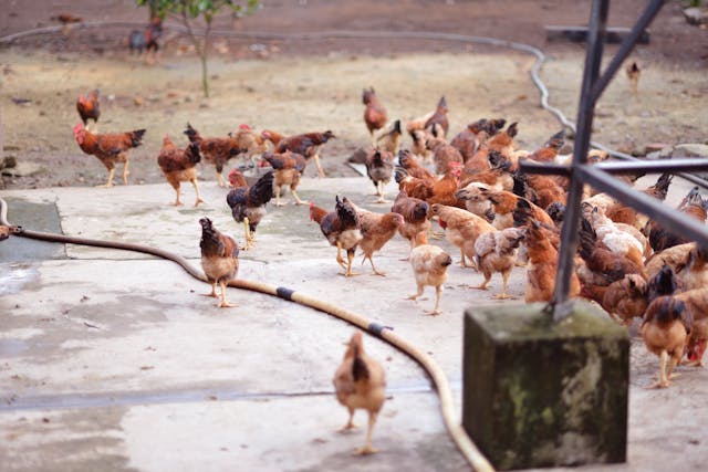 Formation sur l'élevage de poulet